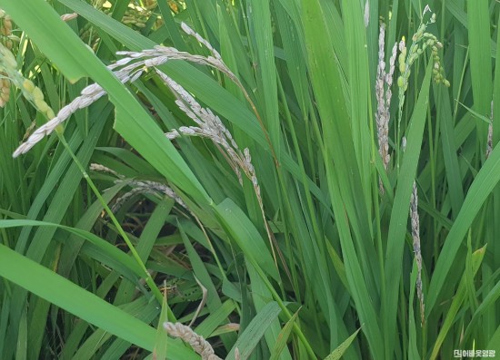4. 영광군, 벼 출수기 전후 병해충 방제 당부!(목도열병에 걸린 벼).jpg