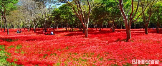 2.상사화 군락지 모습.jpg