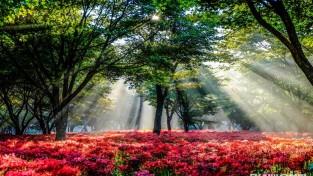 9.상사화 만개 모습.jpg