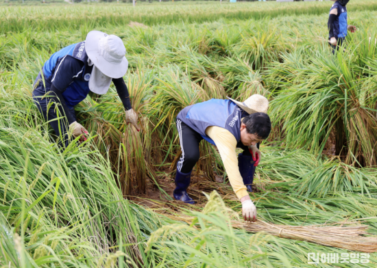 사진1_한빛원자력본부 천용호 본부장이 벼를 세우고 있다.png