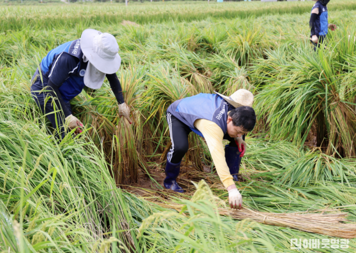 사진1_한빛원자력본부 천용호 본부장이 벼를 세우고 있다.png