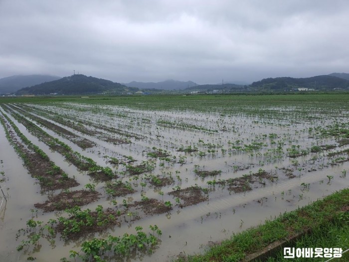 3.보도자료(논콩 피해 최소화 현장기술지원단 운영)_논콩 침수 사진.jpeg