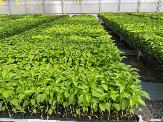 4.사진자료(고추 육묘 신청접수).jpg