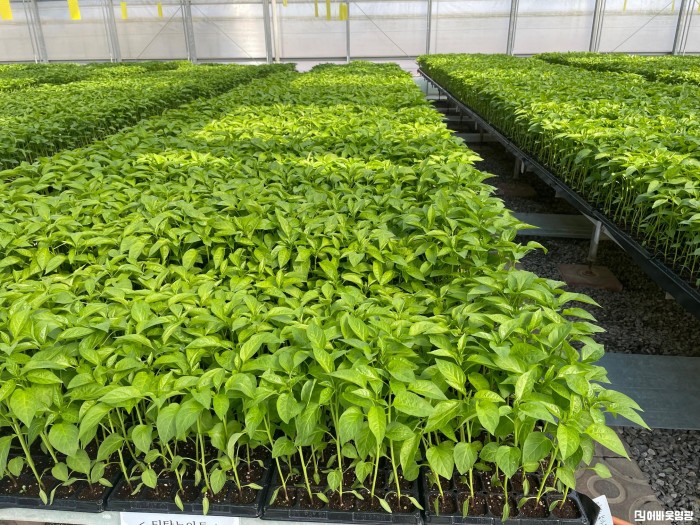 4.사진자료(고추 육묘 신청접수).jpg