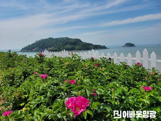 1.사진자료(영광군, 백수해안도로 해당화 포토존 조성).jpg