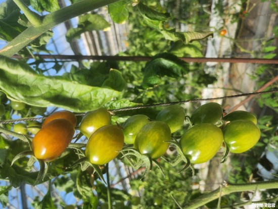 4.사진자료(영광군 외래해충 토마토뿔나방 방제지원 사전방제 필수 당부) (1).JPG