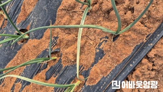 4.사진자료(양파 노균병 확산 방지를 위한 방제 당부) (1).jpeg