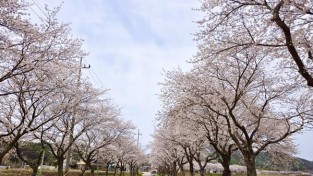 7.사진자료(벚꽃 국악 한마당-불갑 벚꽃길).jpg