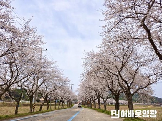 7.사진자료(벚꽃 국악 한마당-불갑 벚꽃길).jpg