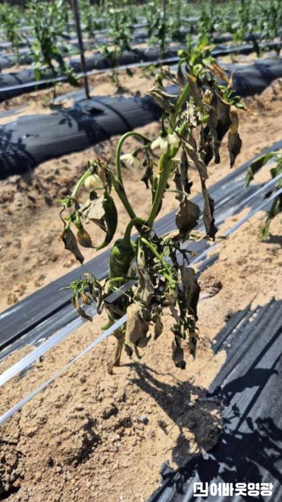 4.고추 병해 사진.jpeg