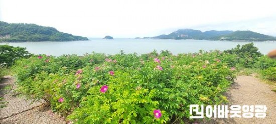 4.백수해안도로 해당화 군락지 사진1.jpg
