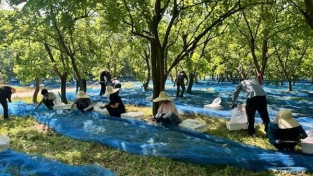 1.불갑면·일자리경제과, 오디농가 농촌일손돕기 추진 (2).jpg