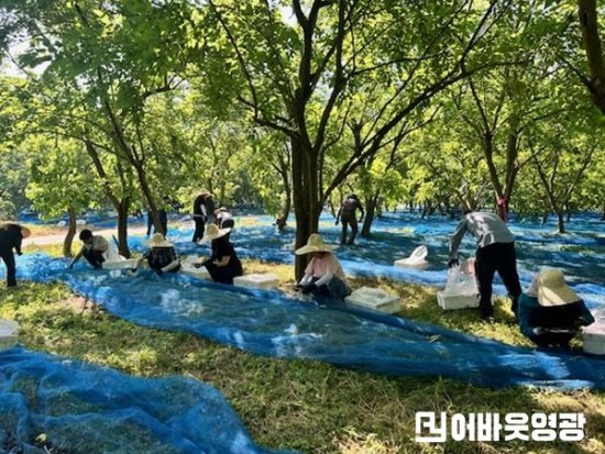 1.불갑면·일자리경제과, 오디농가 농촌일손돕기 추진 (2).jpg