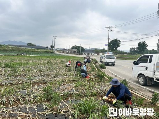 2.군서면, 영농철 농촌일손돕기 활동 (2).jpg