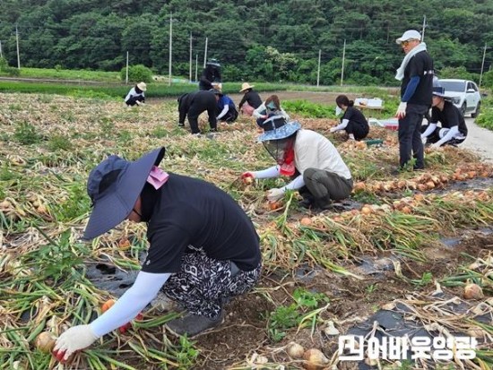 5.상하수도사업소, 양파 수확 일손돕기로 구슬땀 흘려 (2).JPG