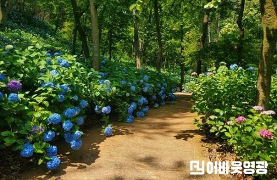 3.영광군, 매간당 고택 6월의 수국 물결 속으로 (2).jpg