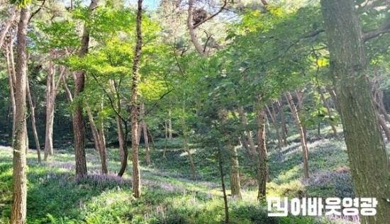 7.보도사진(맥문동 1).jpg