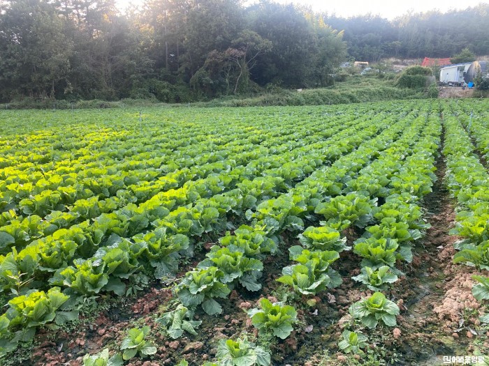 5.사진(영광군, 가을배추 병해충 확산 적기 방제로 피해 최소화 당부).jpg