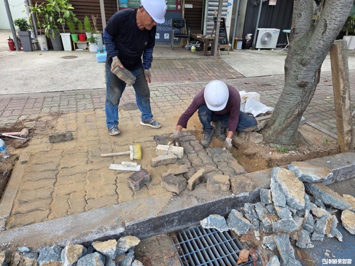 2.사진(영광군, 가로수로 인한 인도 보행자 안전사고 예방에 나선다)2.jpeg