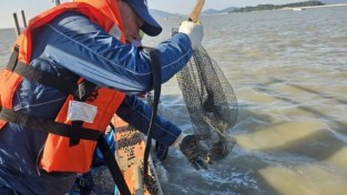 6.사진(영광군, 칠산해역에 참꼬막 137만 마리 방류)2.jpeg