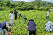 묘량면 영농철 농촌일손돕기 추진