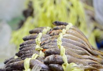 영광군 굴비 선물에, 군수 선거법 위반?