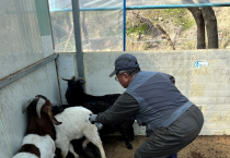 영광군, 9월 구제역 백신 일제 접종 실시