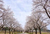 벚꽃 국악 한마당 개최