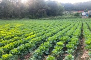 영광군, 가을배추 병해충 확산...적기 방제로 피해 최소화 당부