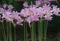 영광 상사화축제, 원칙은 지켜야