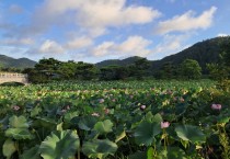 연분홍 물결로 물든 비밀의 정원