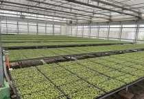 영광군, 배추 육묘 신청접수