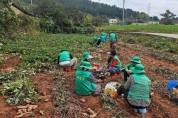 홍농읍 새마을부녀회, 고구마 수확 일손 돕기 봉사 나서