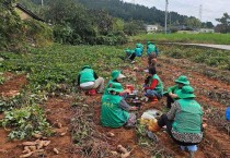 홍농읍 새마을부녀회, 고구마 수확 일손 돕기 봉사 나서
