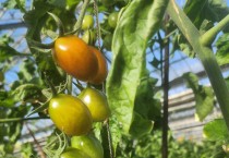 영광군, 외래해충 ‘토마토뿔나방’ 방제물품 지원…재배초기 대응 강화