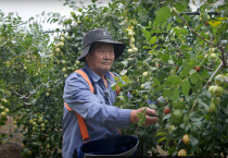 영광군, 사과대추 농가 유기질비료 지원사업 신청·접수