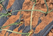 영광군, 양파 노균병 확산 방지를 위한 방제 당부