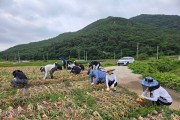 영광군 재무과, 양파 수확으로 농촌일손돕기 나서