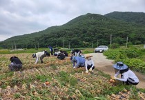 영광군 재무과, 양파 수확으로 농촌일손돕기 나서