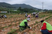 코로나19 극복지원 민관합동 농촌일손돕기 실시