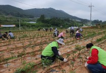 코로나19 극복지원 민관합동 농촌일손돕기 실시