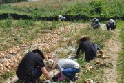 영광군 문화관광과, 양파 재배농가 일손돕기 나서
