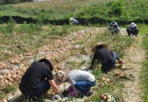 영광군 문화관광과, 양파 재배농가 일손돕기 나서