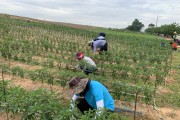 법성면, 굴비골농협과 함께 고추농가 일손 돕기 나서