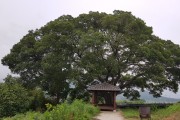 영광군, 마을의 터줏대감 수령 300년 팽나무 등 보호수 추가 지정