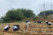 종합민원실, 농촌 일손돕기로 농가에 희망 전달