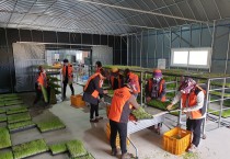 영광소방서 “의용소방대 코로나19 극복 농촌일손돕기” 나서