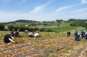 영광군 기획예산실, 투자경제과, 대마면 농촌 일손돕기 발 벗고 나서