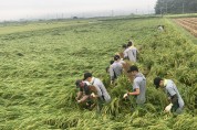 영광군, 태풍 피해 농가 긴급 일손돕기 실시