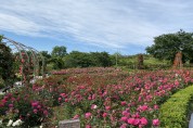 영광 생활체육공원 장미 만개 “꽃보며 지친 마음 달래요”